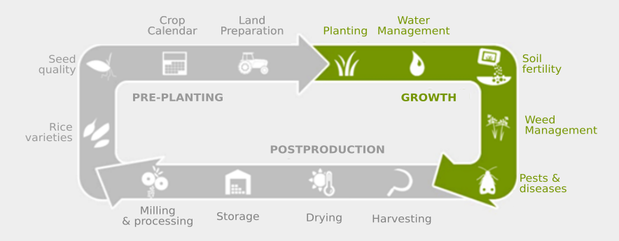 process of growing rice