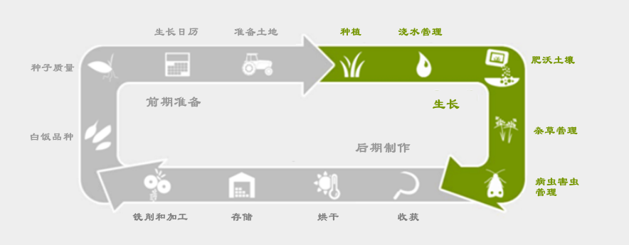 process of growing rice